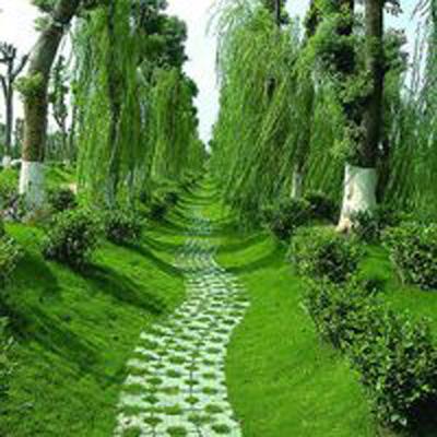 建设美丽中国 共筑绿色家园